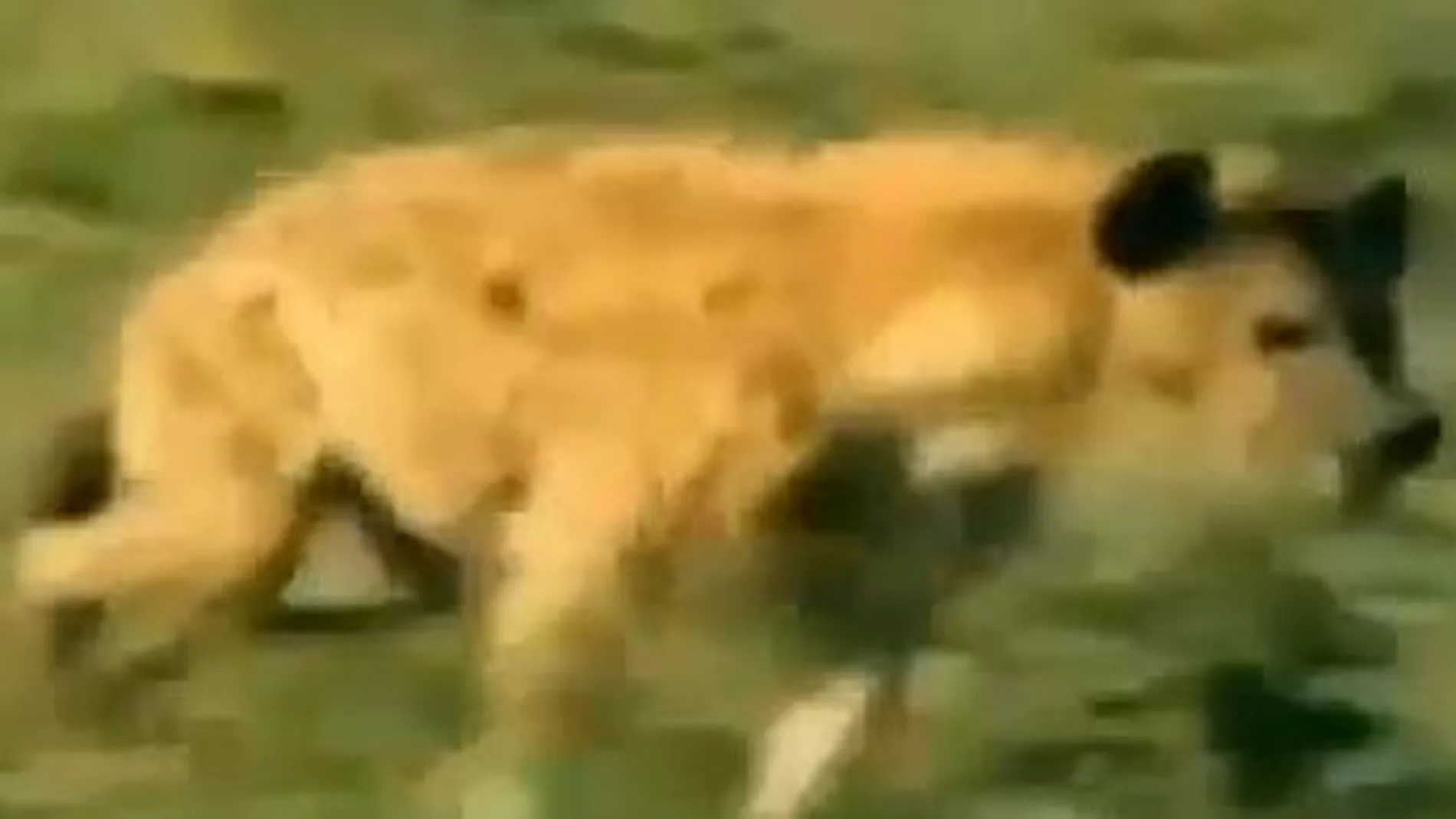 Captura del video en el que comparaban a los jugadores blancos con hienas.