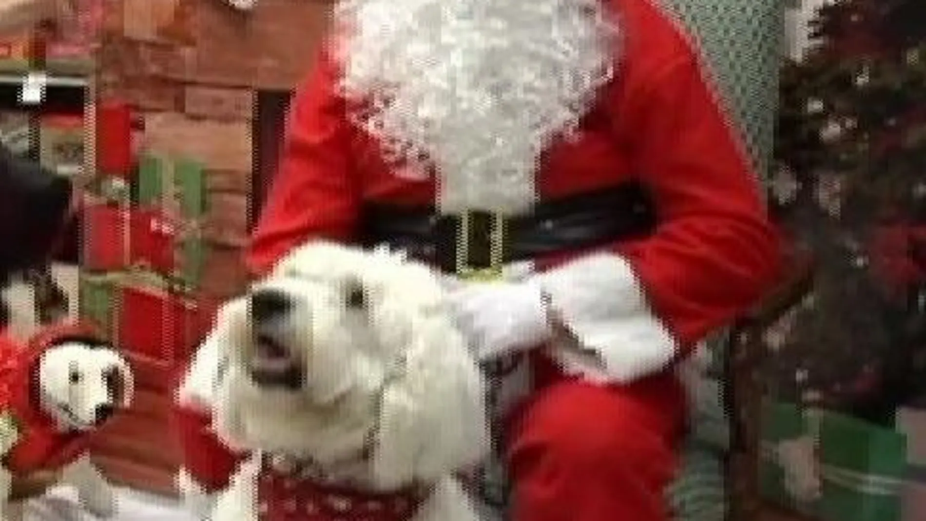 Las mascotas también visitan a Papá Noel
