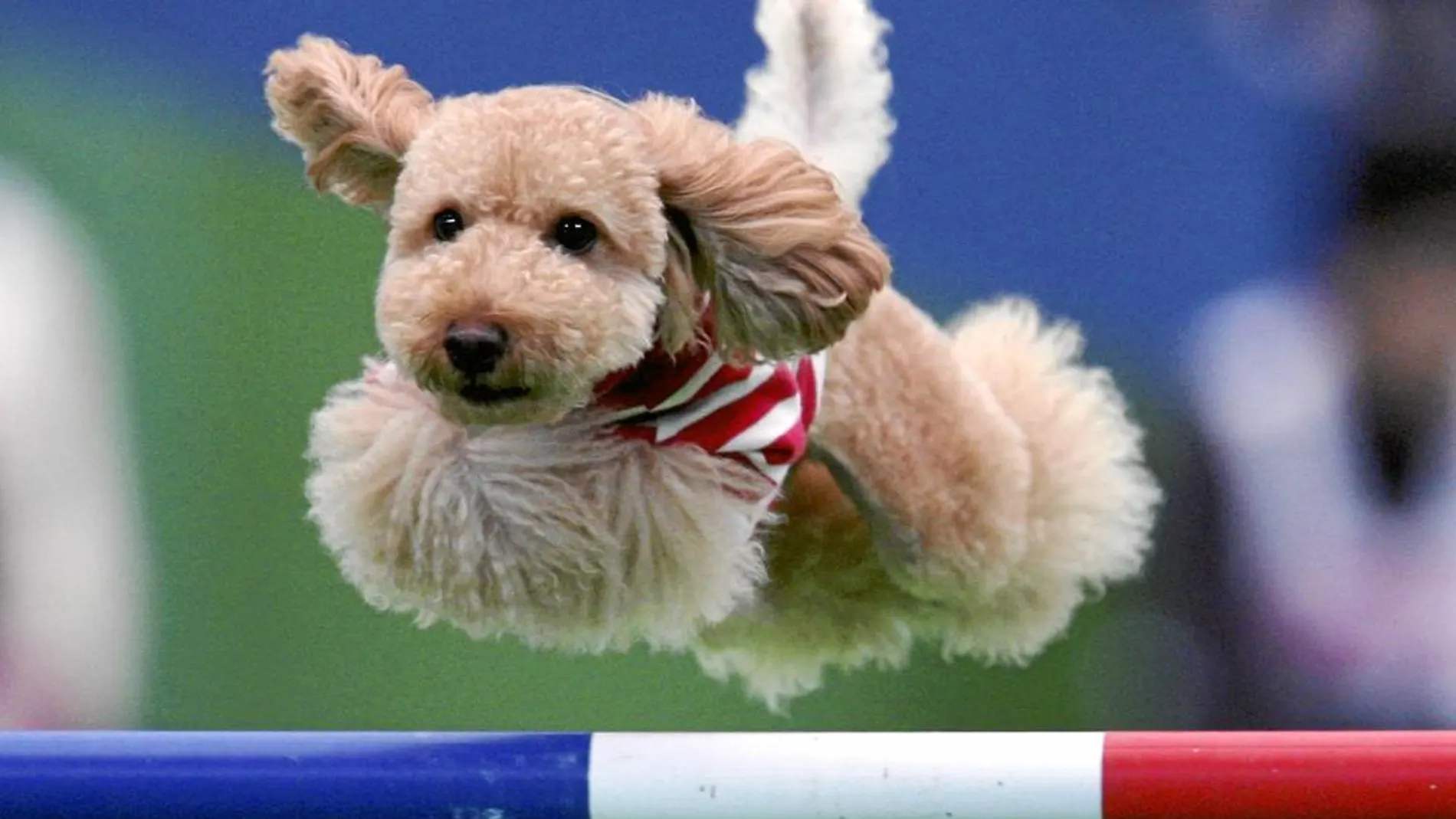 Un perro realiza un salto ante uno de los obstáculos