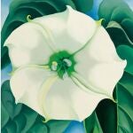 Jimson Weed/White Flower No.1