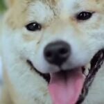 Emotiva campaña contra el abandono de mascotas en Japón