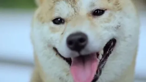 Emotiva campaña contra el abandono de mascotas en Japón