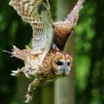 Los cárabos comunes (Strix aluco) utilizan los sonidos para identificar a los intrusos./ Peter Timming