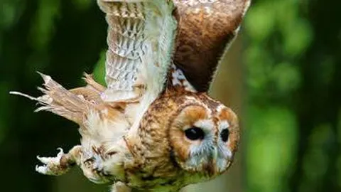 Los cárabos comunes (Strix aluco) utilizan los sonidos para identificar a los intrusos./ Peter Timming