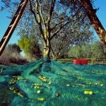 La cultura de la oliva ha desempeñado un papel históricamente muy importante en el desarrollo rural de España