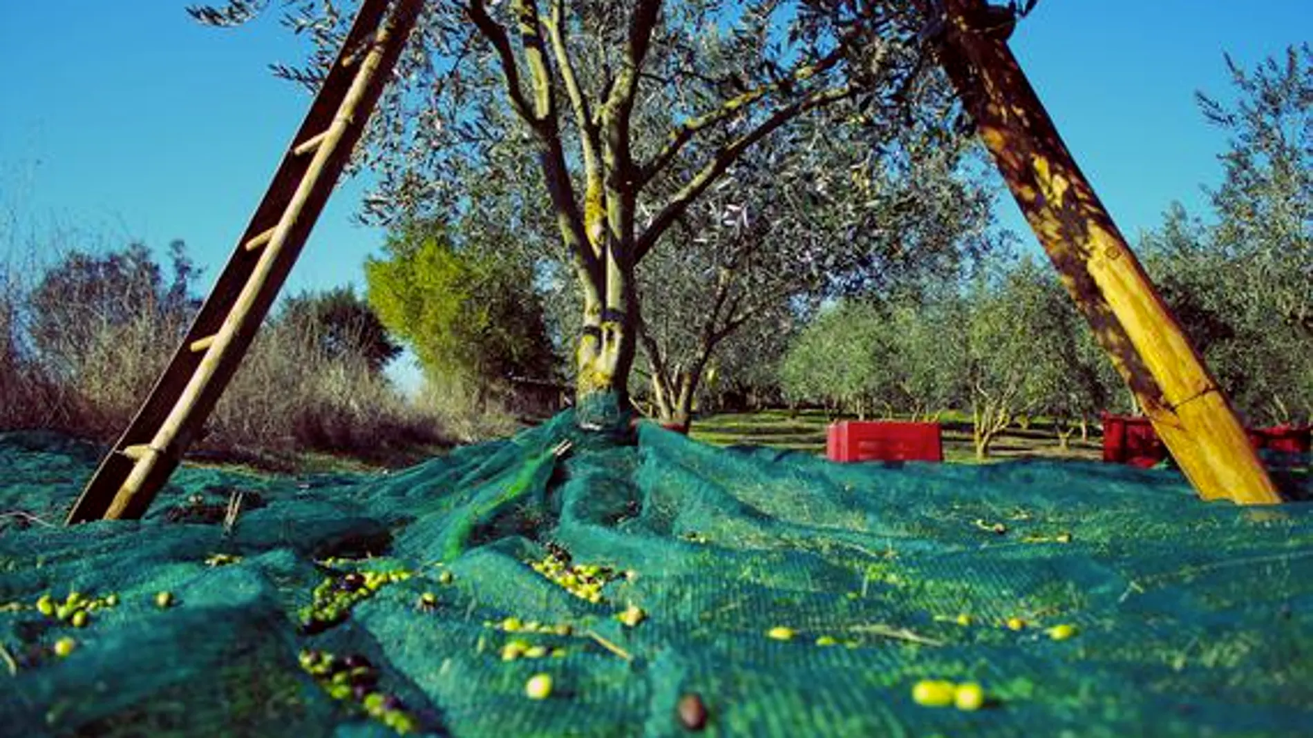 La cultura de la oliva ha desempeñado un papel históricamente muy importante en el desarrollo rural de España