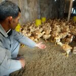 Granja de pollos en China