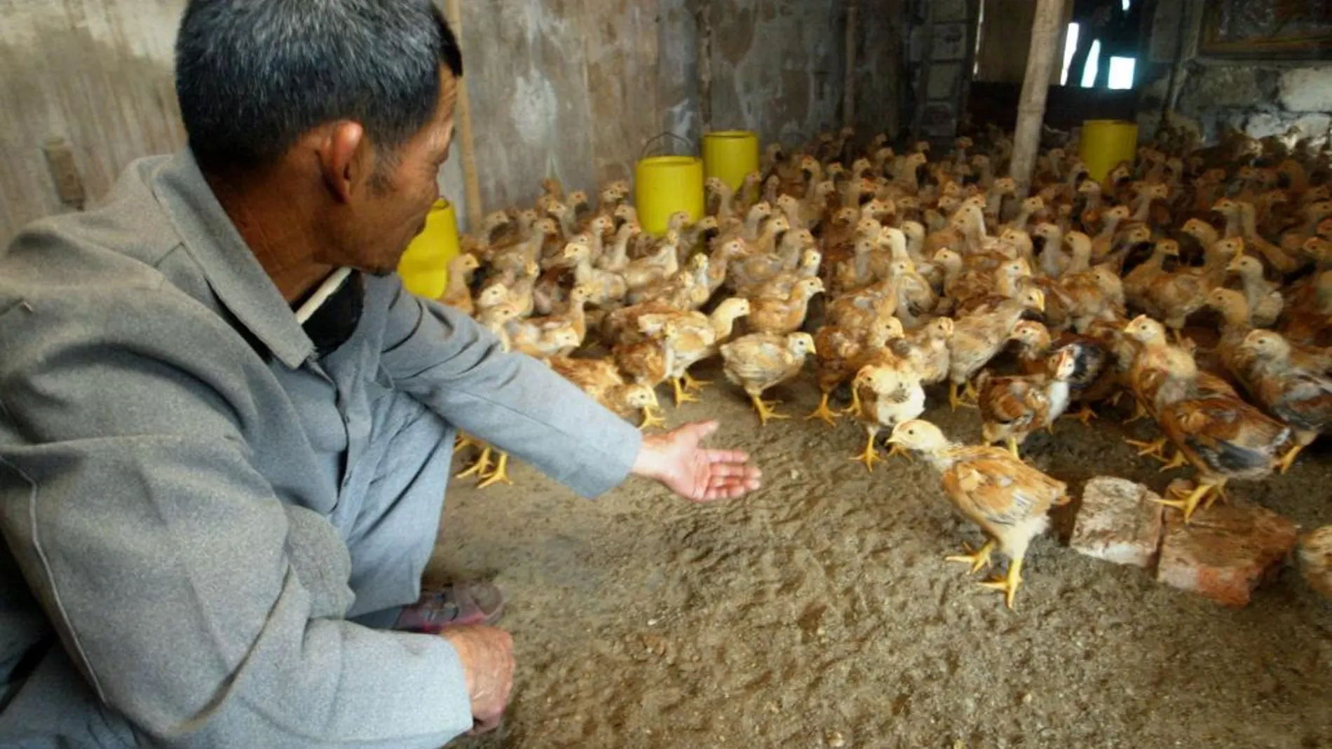 Granja de pollos en China