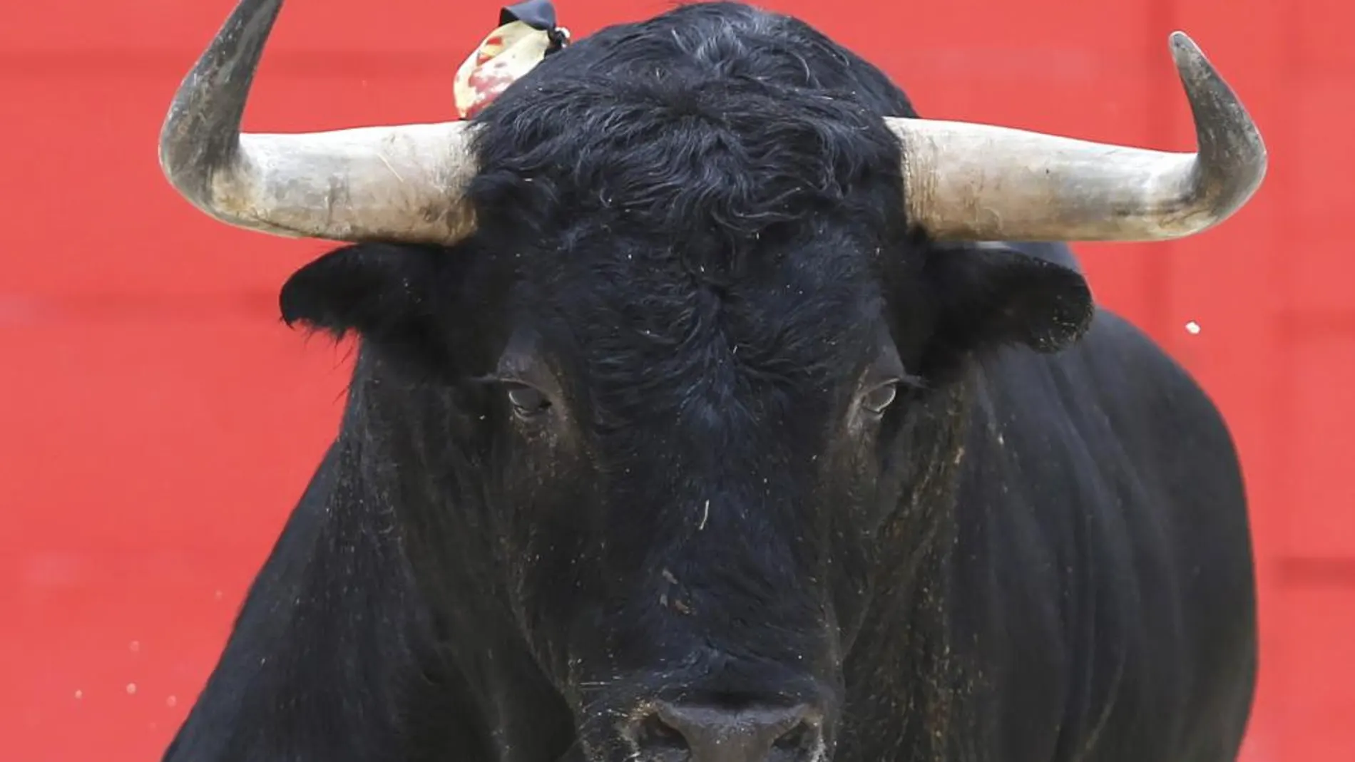 La ganadería de Saboya era una de las divisas más reconocidas del campo bravo alcarreño