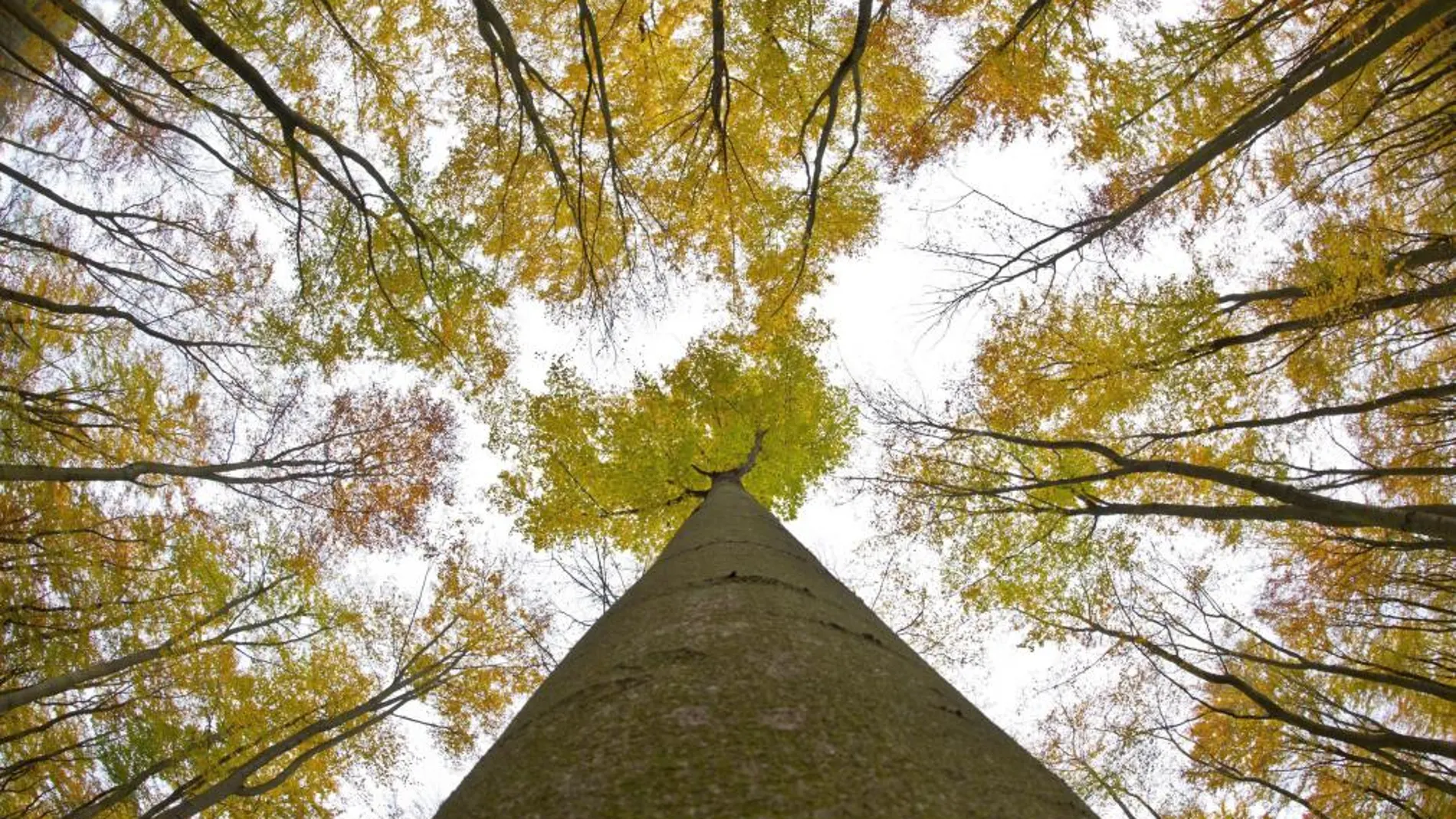 Un bosque de gran tamaño cerca de Francfort