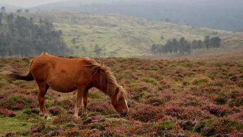 Caballo gallego de monte