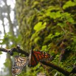 Dos ejemplares de mariposa monarca en Cerro Prieto, México