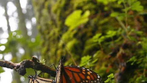 Dos ejemplares de mariposa monarca en Cerro Prieto, México
