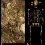 Esqueleto del niño Calcolítico del Portalón durante la excavación (a) y una vez restaurado en el laboratorio (b). La escala representa 10 cm