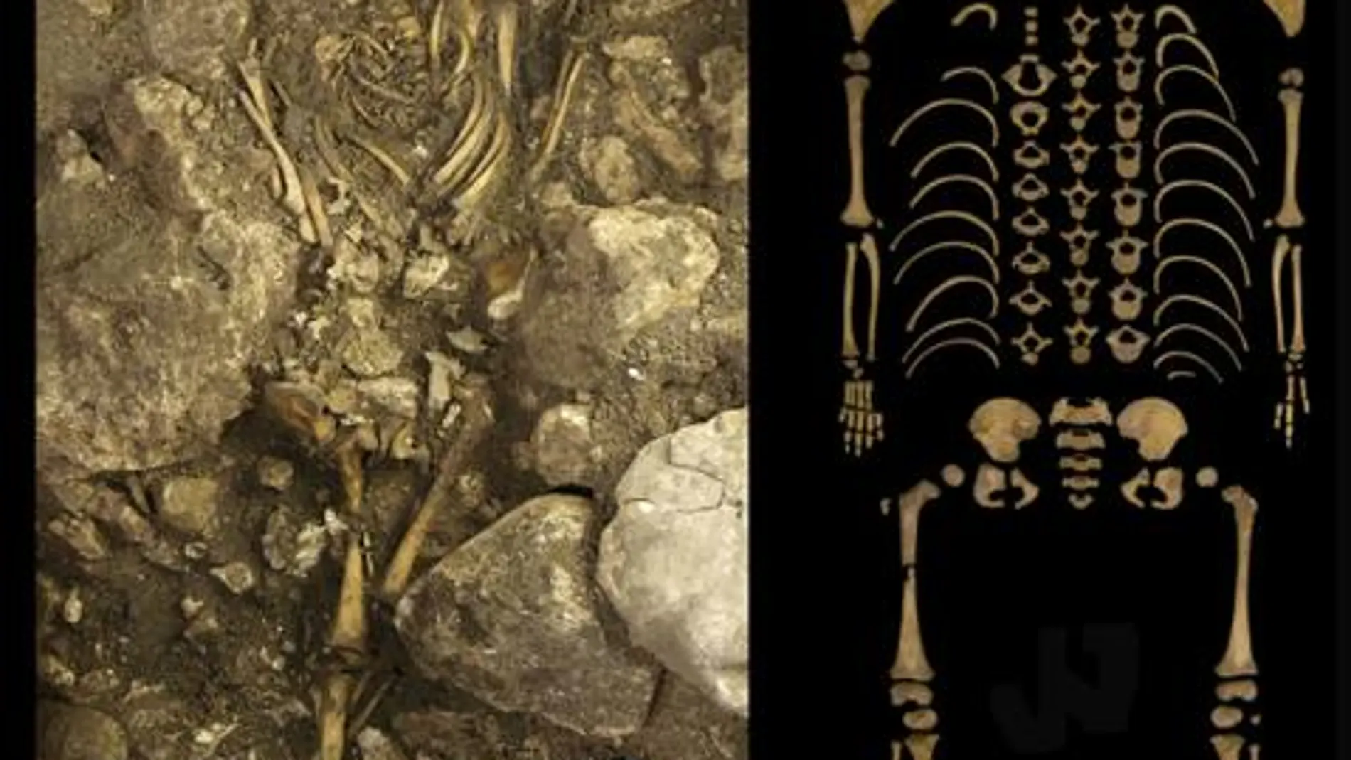 Esqueleto del niño Calcolítico del Portalón durante la excavación (a) y una vez restaurado en el laboratorio (b). La escala representa 10 cm