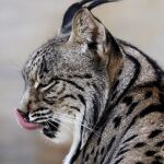 El atropello de otro lince eleva a 17 las muertes, cifra récord