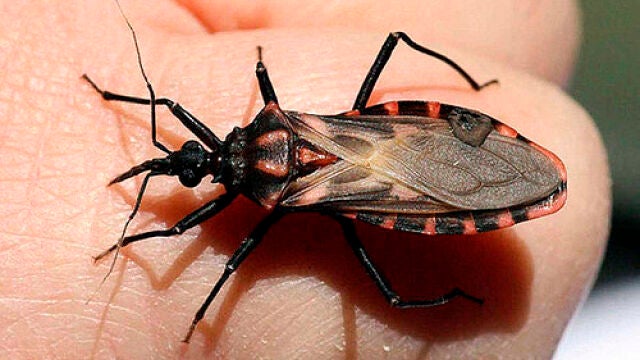 Parásitos causantes de la enfermedad de Chagas