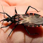 Parásitos causantes de la enfermedad de Chagas