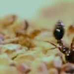 Una hormiga loca