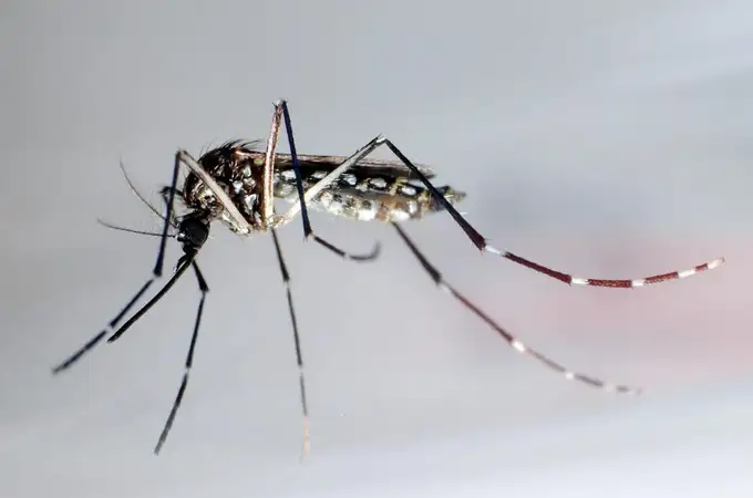 Inusual aumento de casos de dengue en Italia