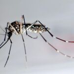 Mosquito Aedes Aegypti, trasmisor del dengue