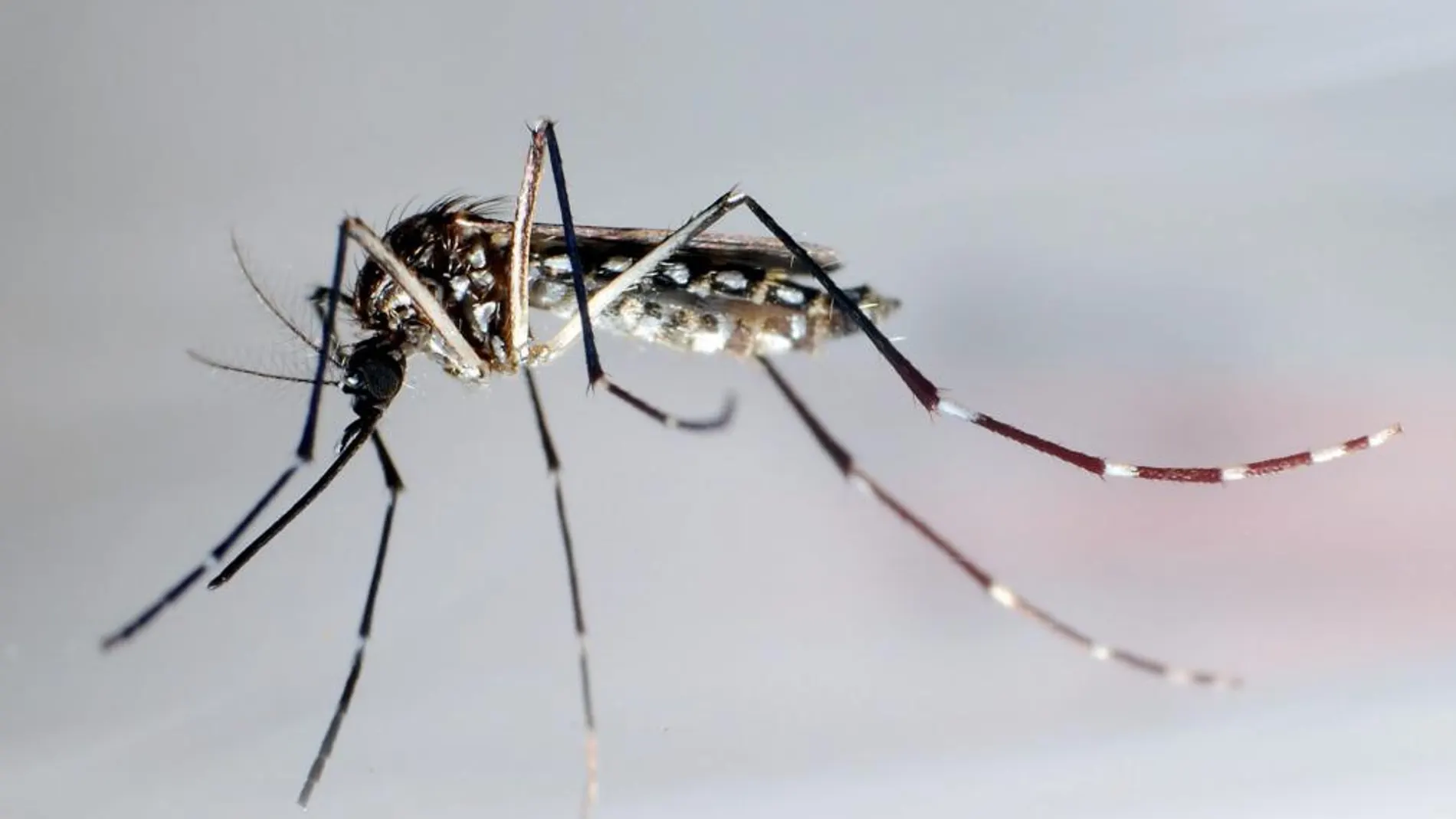 Mosquito Aedes Aegypti, trasmisor del dengue