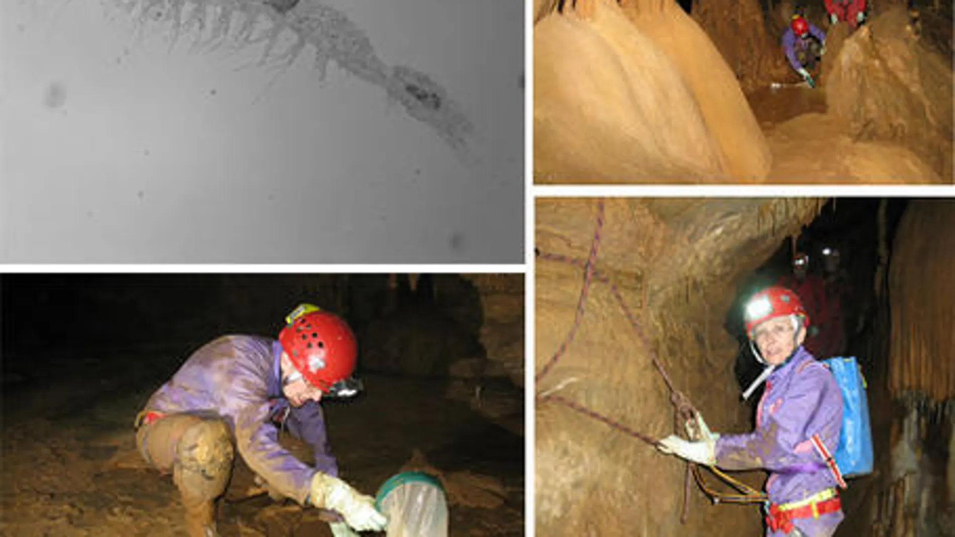 Nueva especie de batinela (Vejdovskybathynellavasconica) y toma de muestras en la cueva de Goikoetxe, Vizcaya