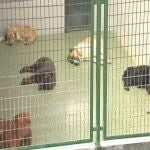 Llamamiento urgente para la adopción de perros en Guipúzcoa