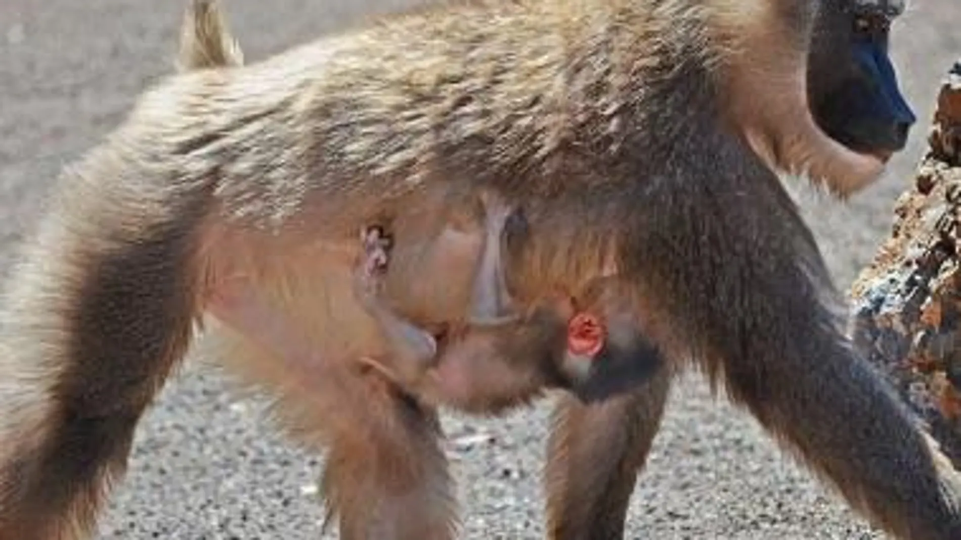 Nace en Bioparc una cría de dril, uno de los primates más amenazados del mundo