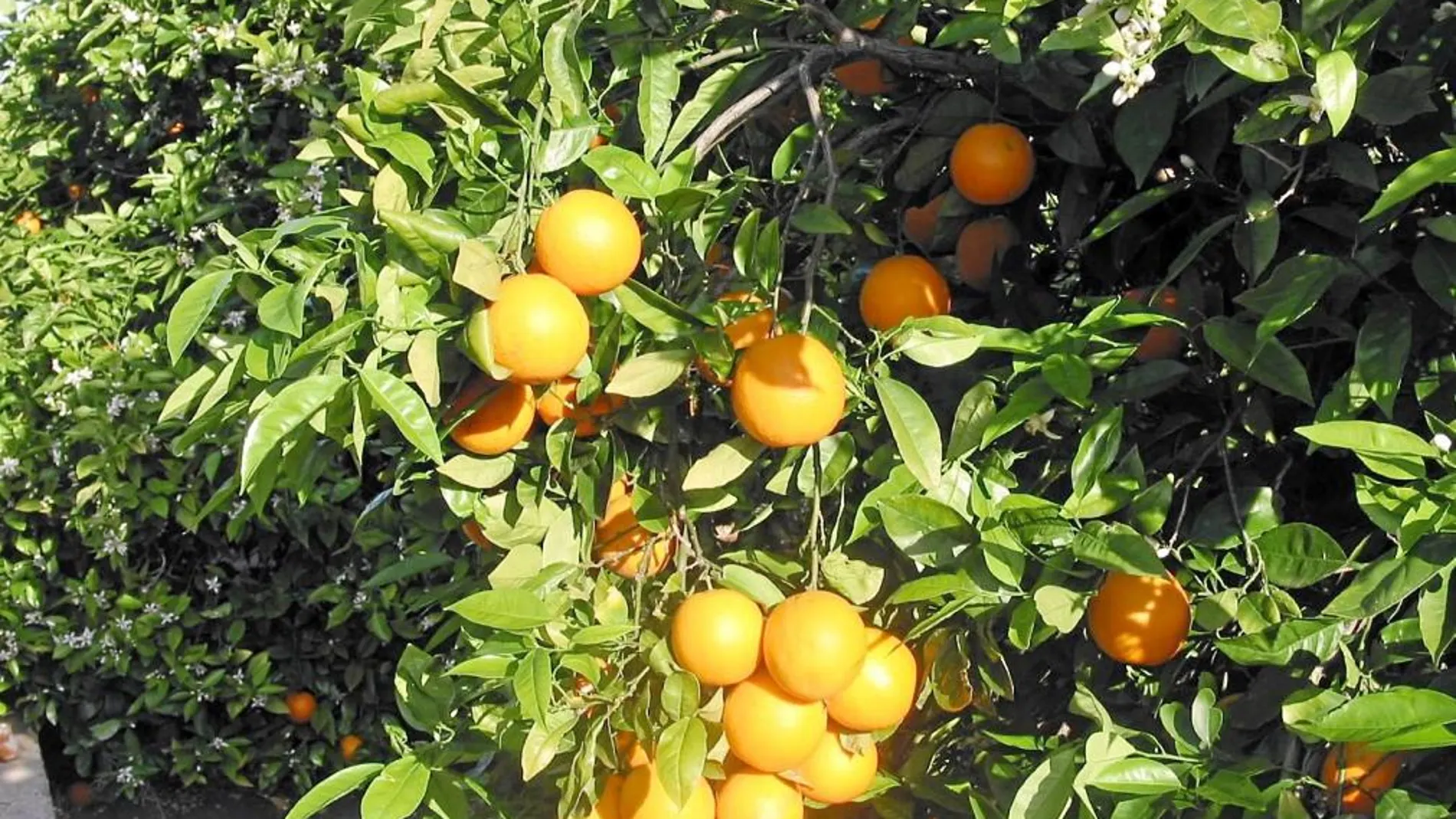 Este nuevo patrón adelanta la maduración de la variedad en la que se implante, con lo cual, se abarca un nuevo periodo de venta, aumentando así la rentabilidad de los agricultores