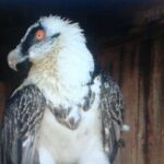 Imagen de "Segura", la hembra de quebrantahuesos