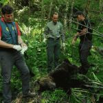 Investigan las causas de la muerte del oso pardo hallado en Villablino