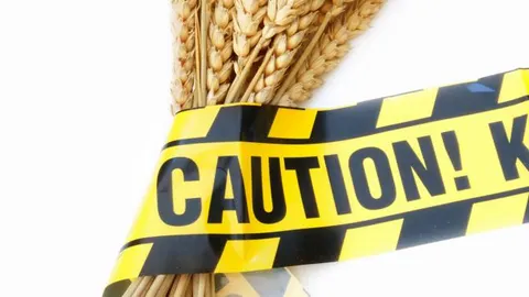 El estudio predice una caída de la producción de trigo en España de hasta el 10%