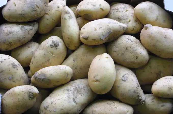 Cuándo las patatas con raíces o zonas verdes no se pueden comer porque son tóxicas