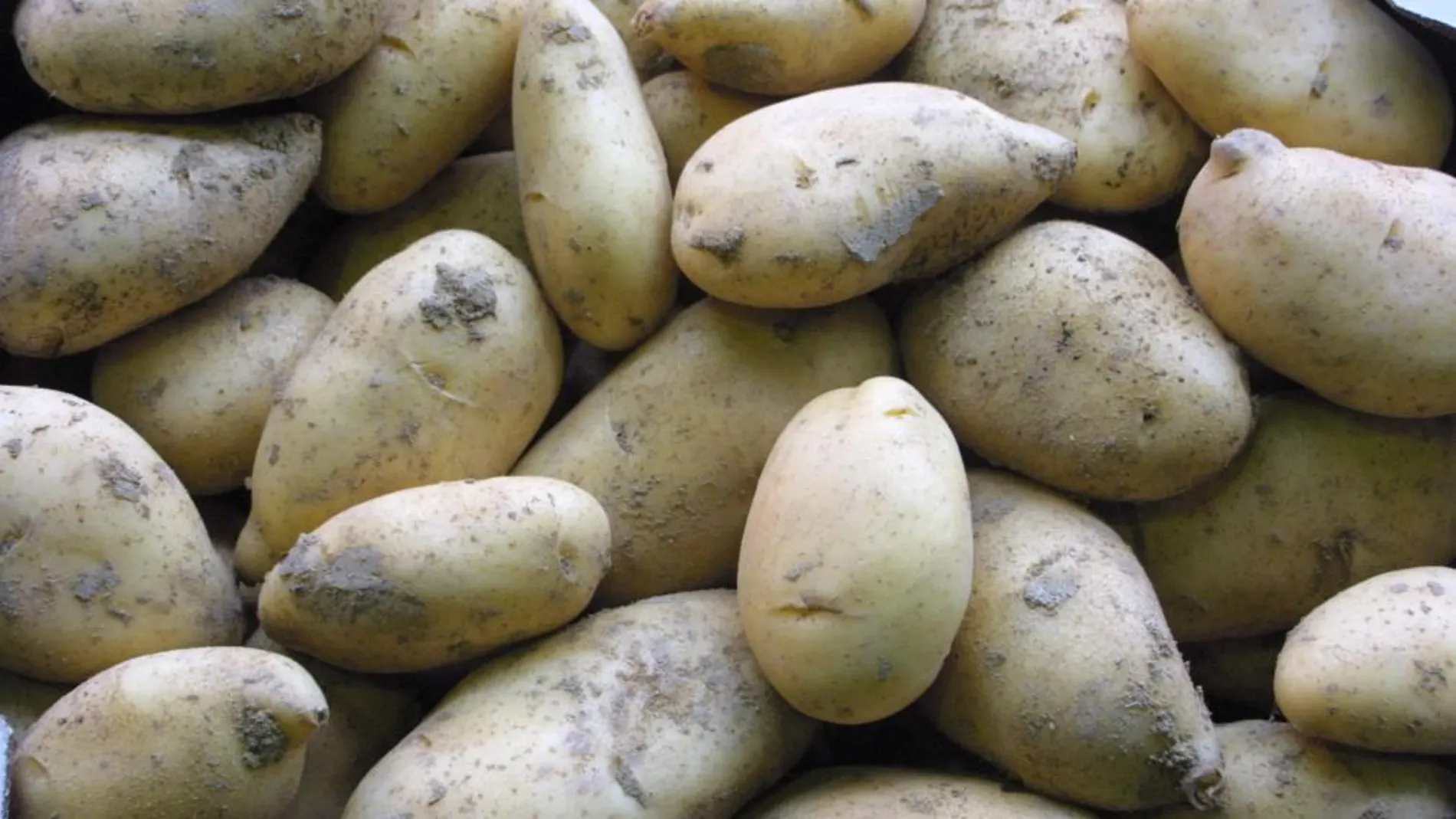 Las patatas de estación son las más habituales en este época porque se recogen entre junio y finales de verano en el momento justo de maduración.