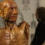 El Museo de la Evolución Humana acoge la exposición temporal `Cuerpos en cera. El arte de la anatomía'
