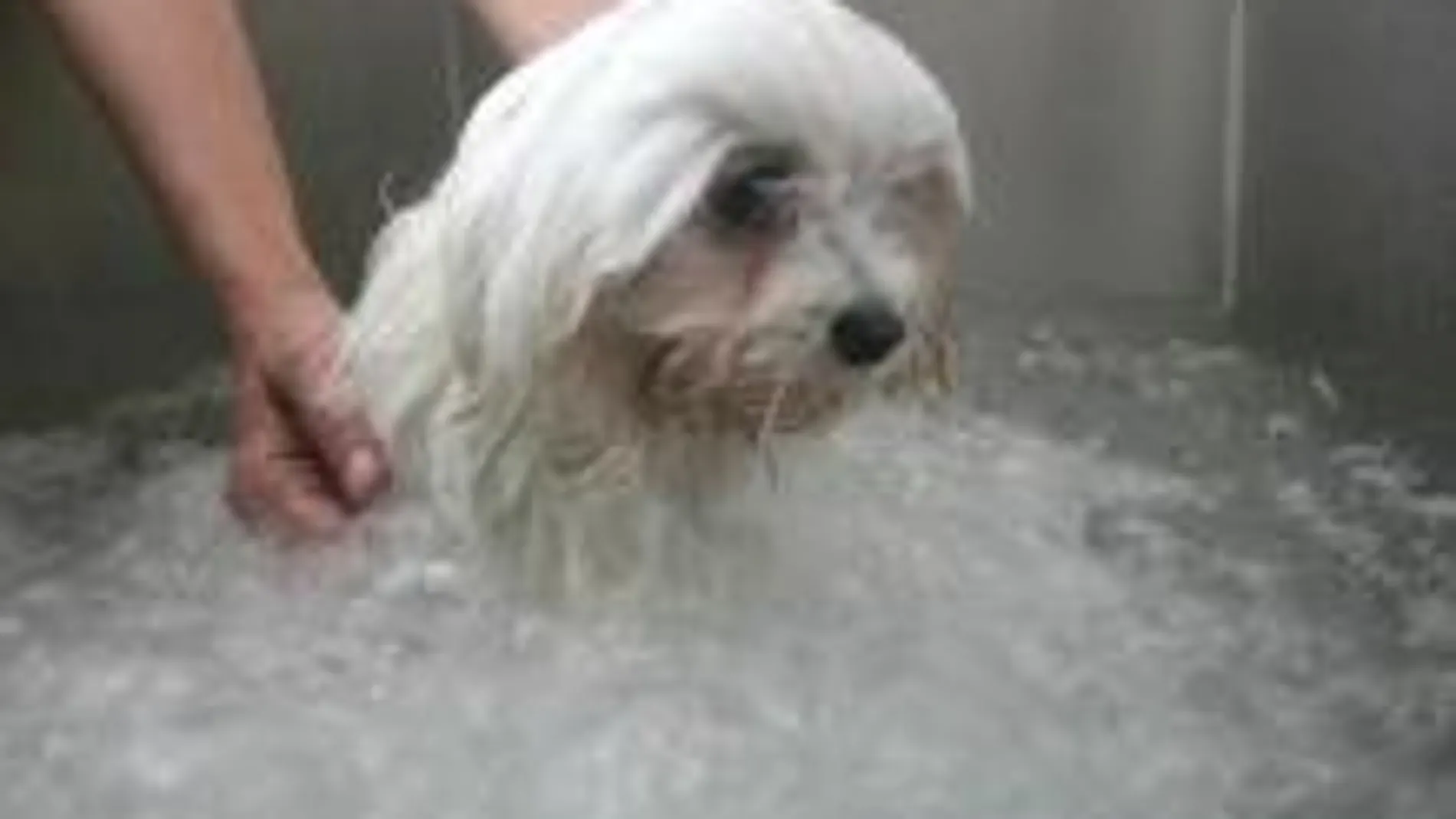Los perros reciben un baño de espuma