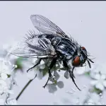  La descendencia de un insecto depende del clima