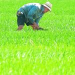 Paja de arroz, ¿hay alternativasa su quema?