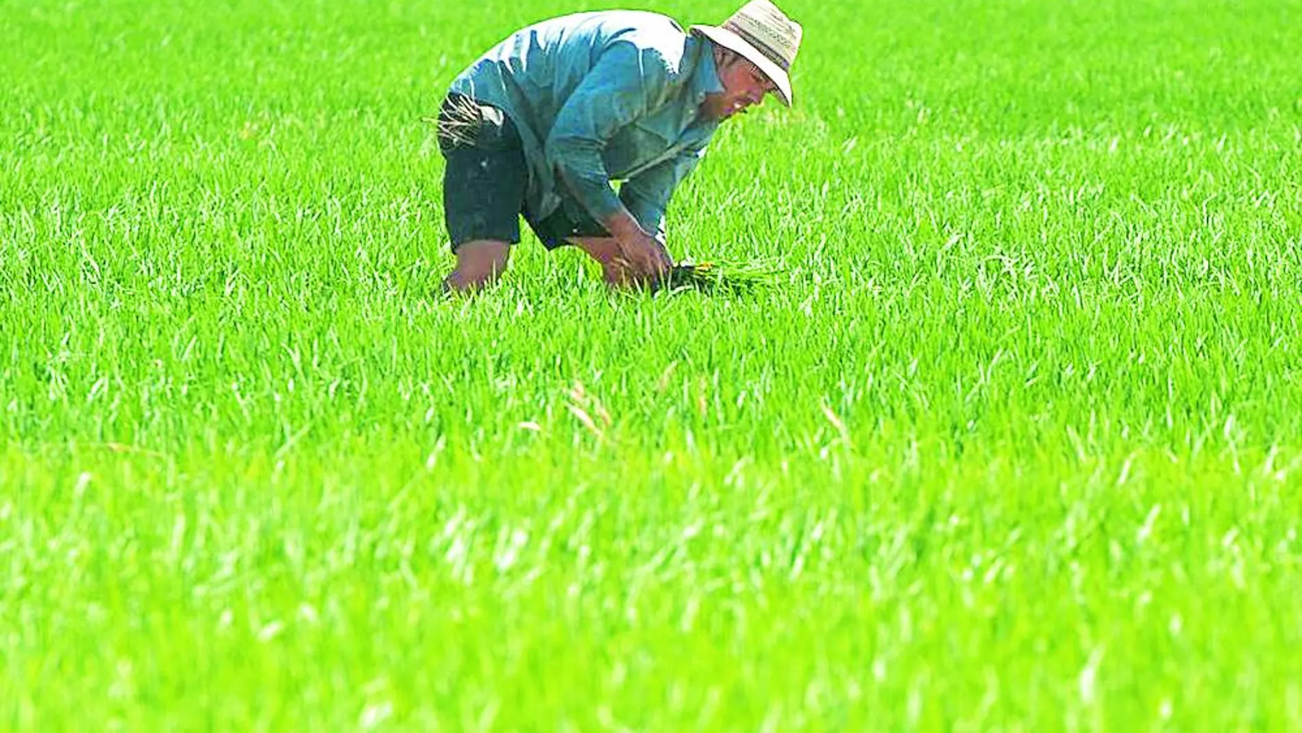 Paja de arroz, ¿hay alternativasa su quema?