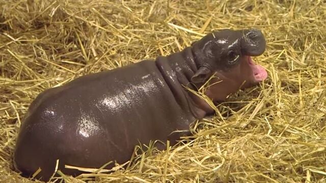 El adorable bebé de hipopótamo pigmeo