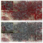 Fotografías de satélite del 7 de enero de 2015 (abajo) y el 2 de enero de 2015 (arriba) que muestran la localidad de Baga antes y después del ataque de Boko Haram la semana pasada