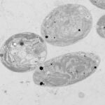 Imagen de microscopía electrónica de transmisión de células de Chlamydomonas sp. ChlSP mostrando acumulaciones de uranio en su interior como gránulos densos a los electrones (puntos negros)
