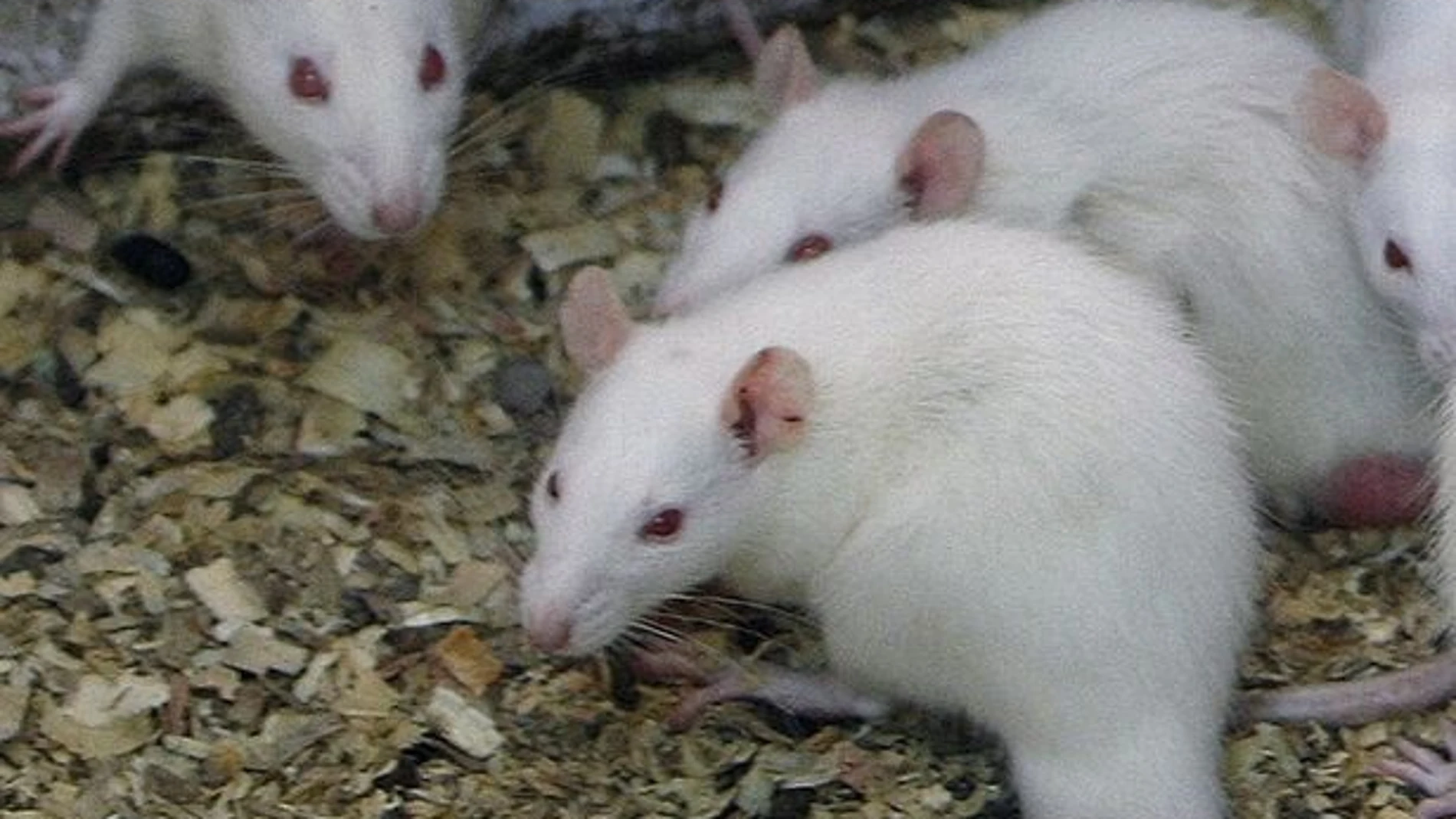 El experimento ha logrado revertir el proceso de inevecimiento muscular de los ratones