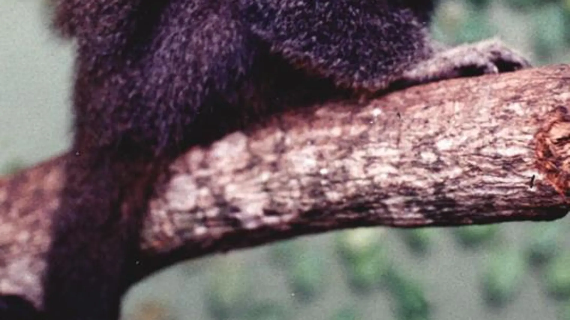 En 2002 ya se descubrió en la Amazonía otra especie de callicebus de gran belleza