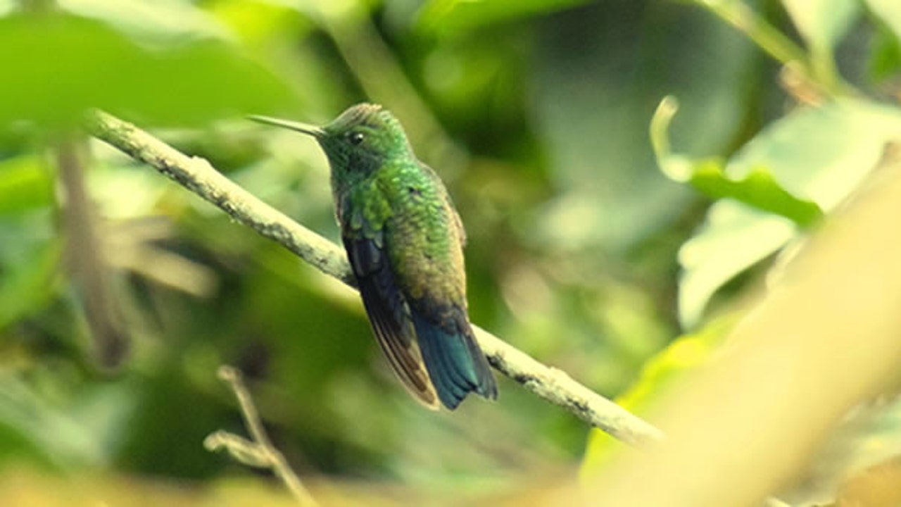 Estudian por qué el colibrí tiene colores tan llamativos
