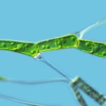 La cianobacteria de la que surgieron las plantas pertenece a un grupo existente en la actualidad