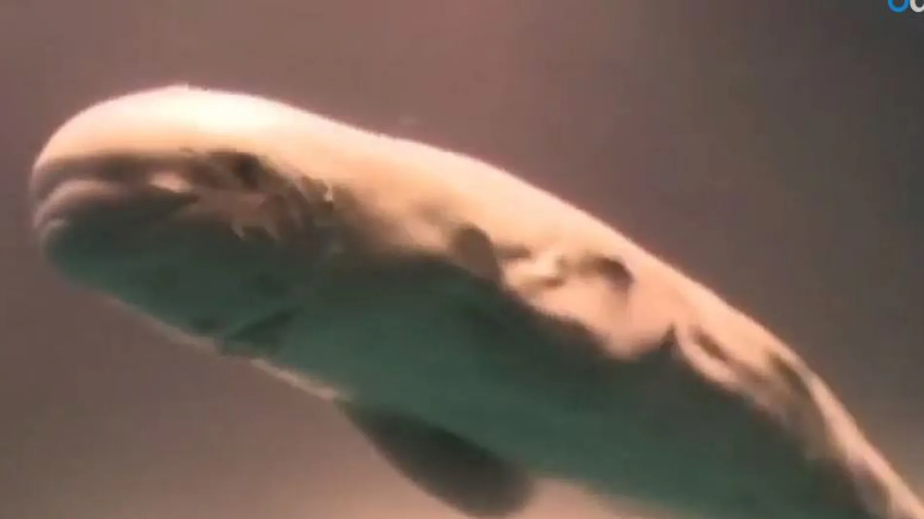 Capturan el momento del parto de una ballena beluga en un acuario chino