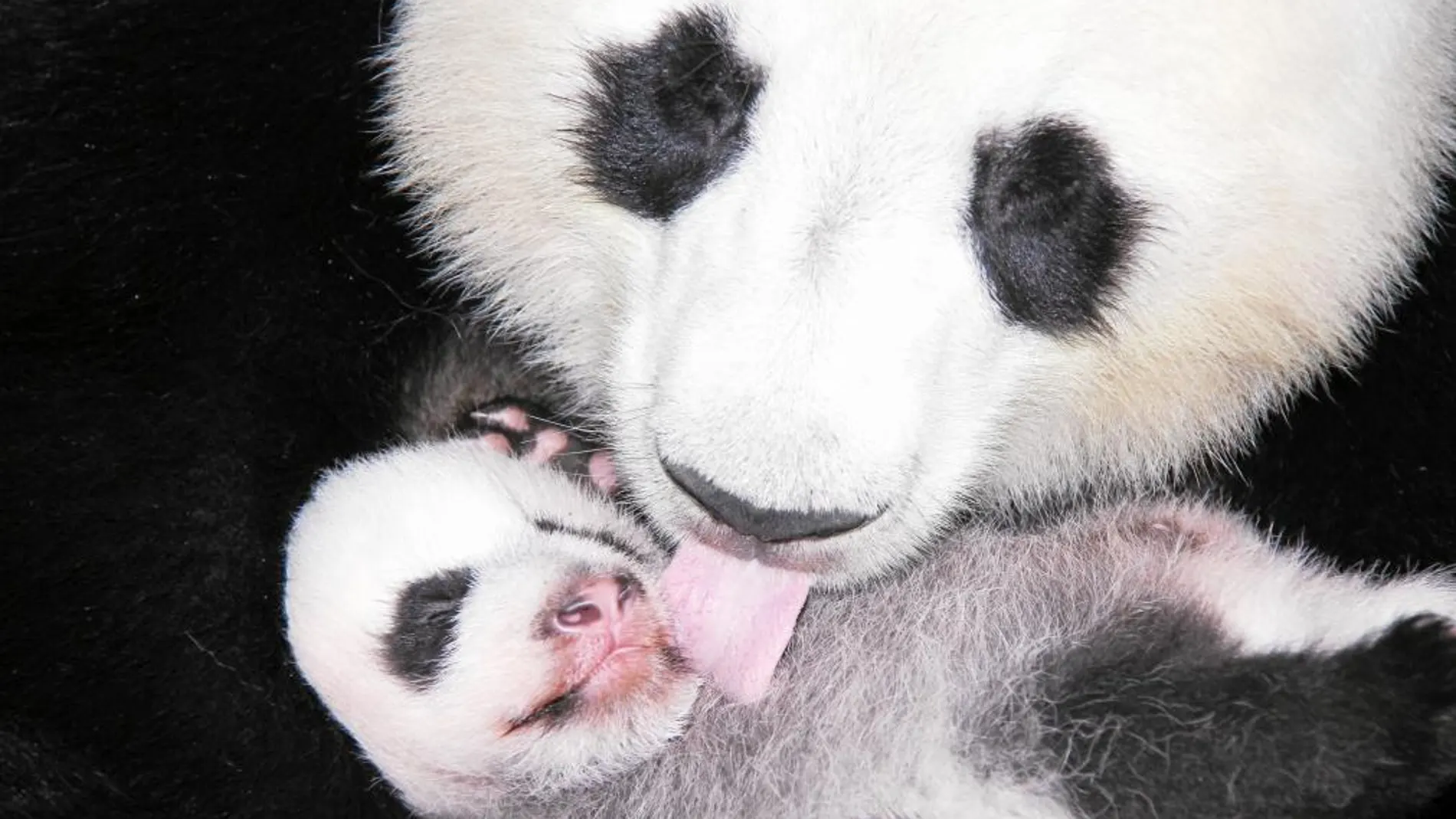 El bebé panda del Zoo de Madrid recibe el cariño de su madre