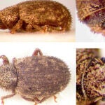Moreiba, nuevo género de Laparocerini (Coleoptera, Curculionidae) en las islas Canarias